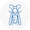 Dalston Wasp Nest Removal